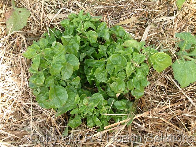 Native spinach